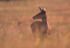 Red deer phot. Zenon Wojtas