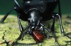 Ground beetle phot. Adam Grochowalski