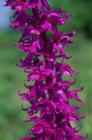 Early Purple Orchid phot. Renata and Marek Kosinscy