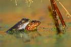 Common Frogs phot. Agnieszka and Damian Nowak