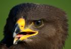 Lesser Spotted Eagle phot. S�awomir Basista