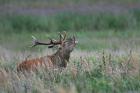 Red Deer phot. Henryk Janowski
