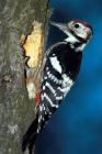 White-backed Woodpecker phot. Agnieszka and Damian Nowak