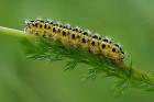 Zygaena filipendulae's caterpillar phot. Bogusawa Jankowska