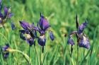 Siberian Iris phot. Stefan Michalik